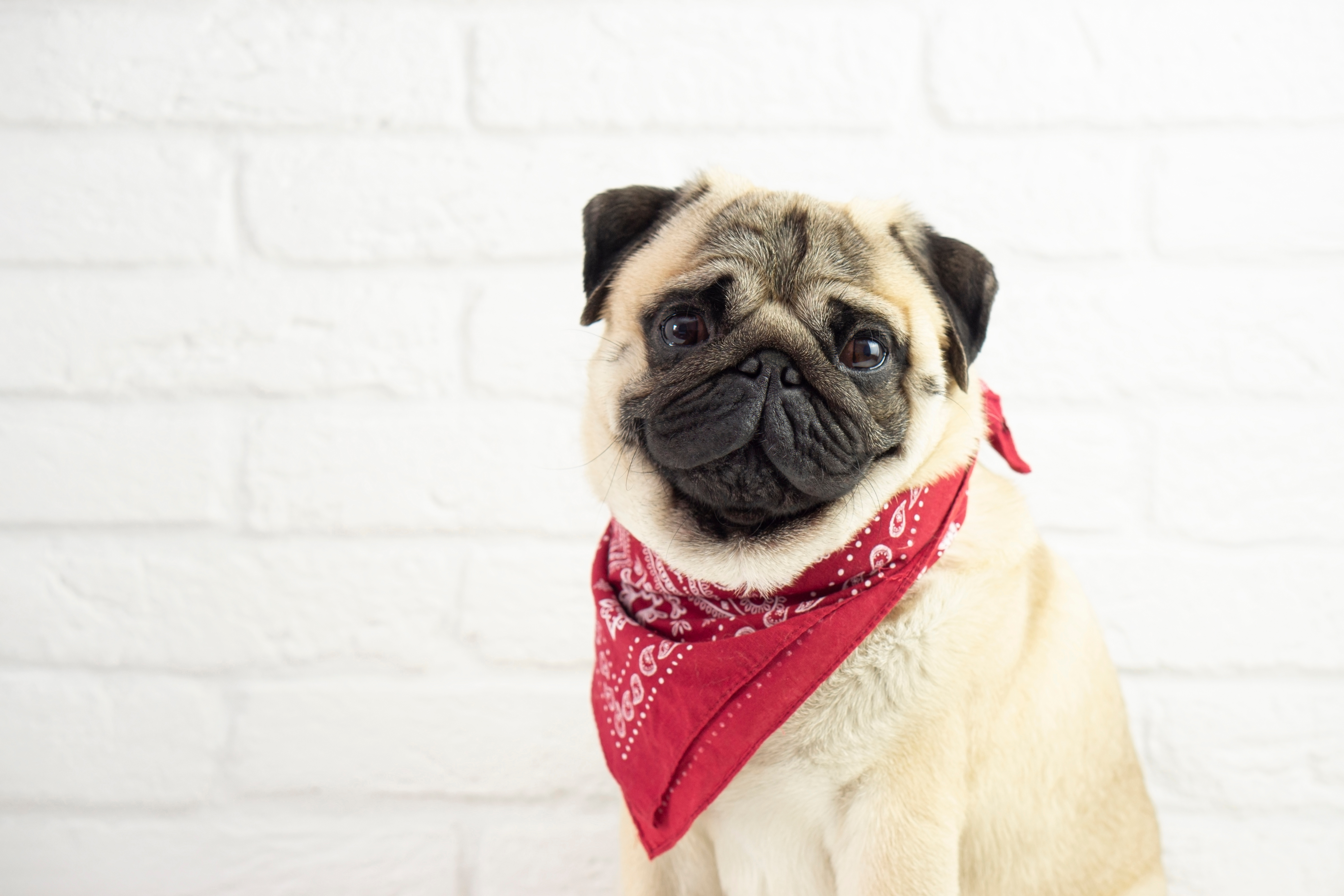 a pug wearing a bandana
