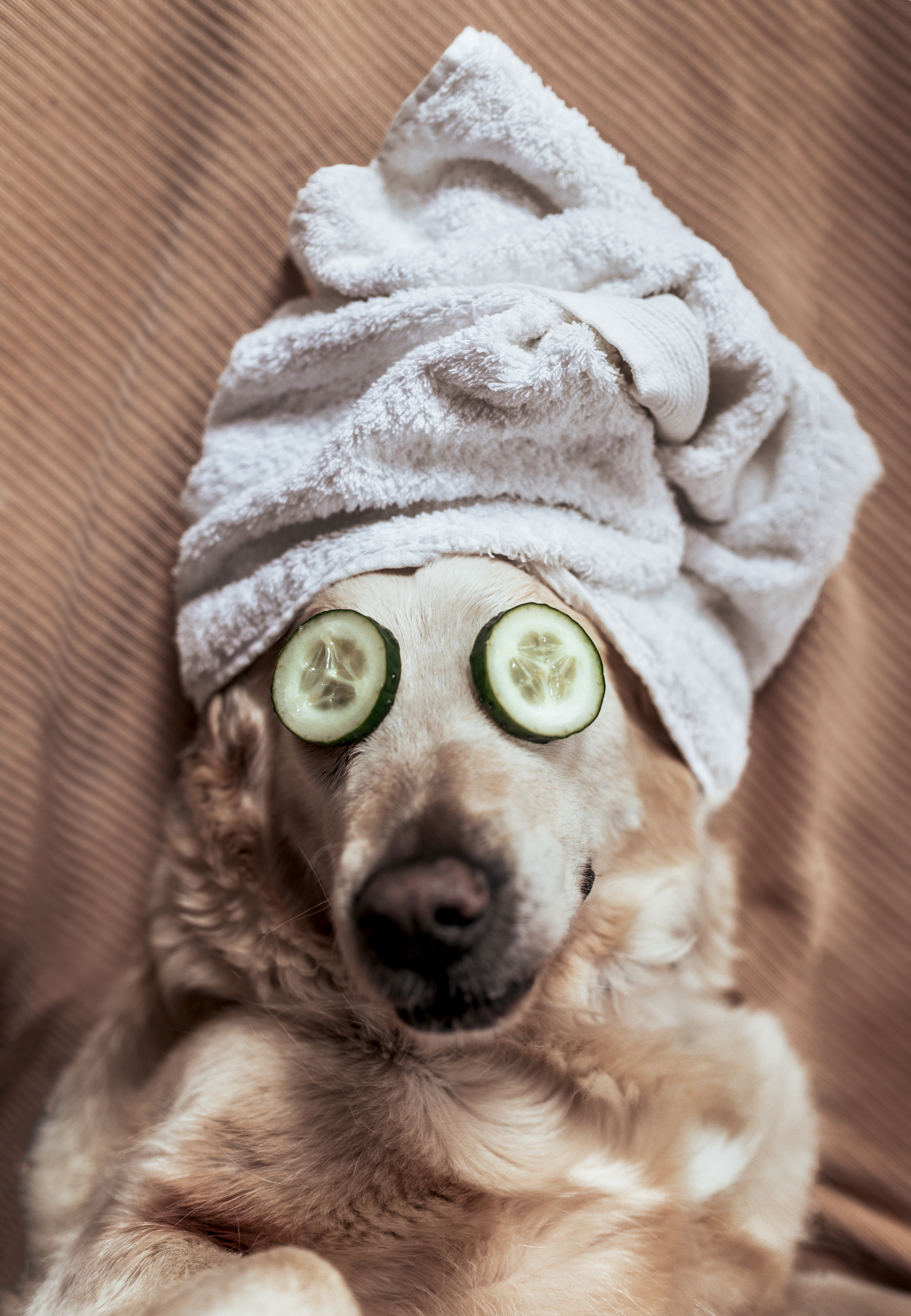 dog having a spa day